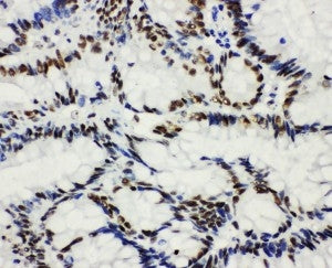 Anti-Histone deacetylase 3 HDAC3 Antibody Picoband®