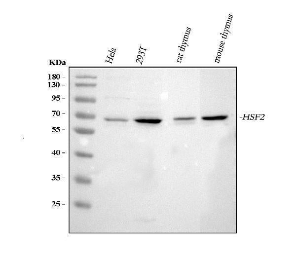 Anti-Heat shock factor protein 2 HSF2 Antibody Picoband®