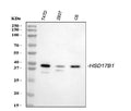 Anti-HSD17B1 Antibody Picoband®