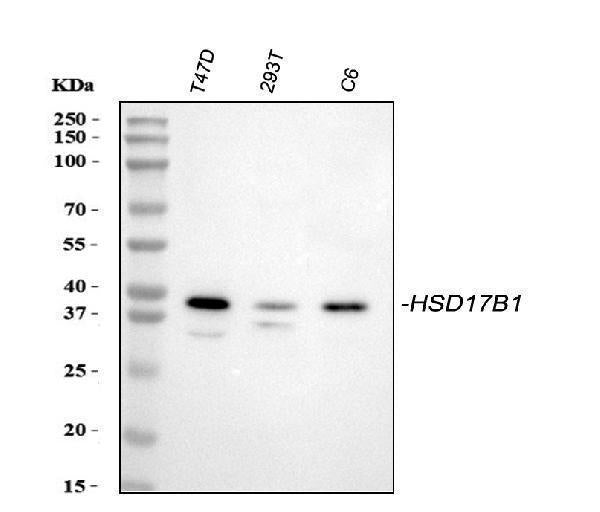 Anti-HSD17B1 Antibody Picoband®