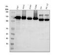 Anti-Integrin alpha 3/ITGA3 Antibody Picoband®