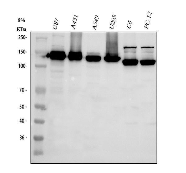 Anti-Integrin alpha 3/ITGA3 Antibody Picoband®