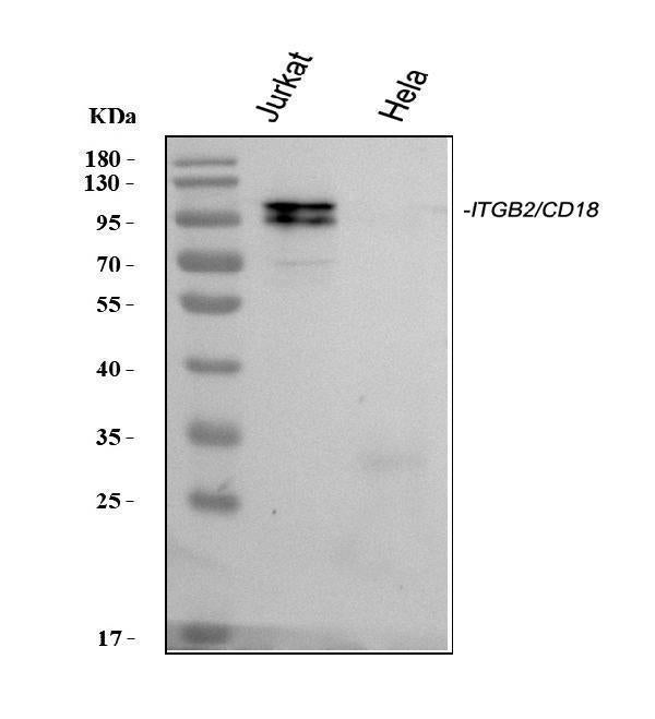 Anti-CD18/ITGB2 Antibody Picoband®