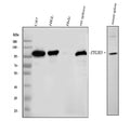 Anti-Integrin beta 3/ITGB3 Antibody Picoband®