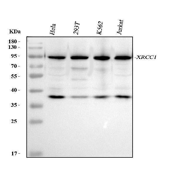 Anti-XRCC1 Antibody Picoband®