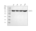 Anti-Ku80/XRCC5 Antibody Picoband®