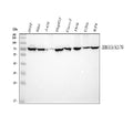 Anti-Ku70/XRCC6 Antibody Picoband®