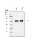 Anti-Angiotensinogen/AGT Antibody Picoband®