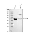 Anti-5HT1A Receptor/HTR1A Antibody Picoband®