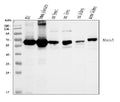 Anti-Monoamine Oxidase A/MAOA Antibody Picoband®