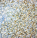 Anti-MAOB antibody, PA1649, IHC(P)
IHC(P): Rat Liver Tissue