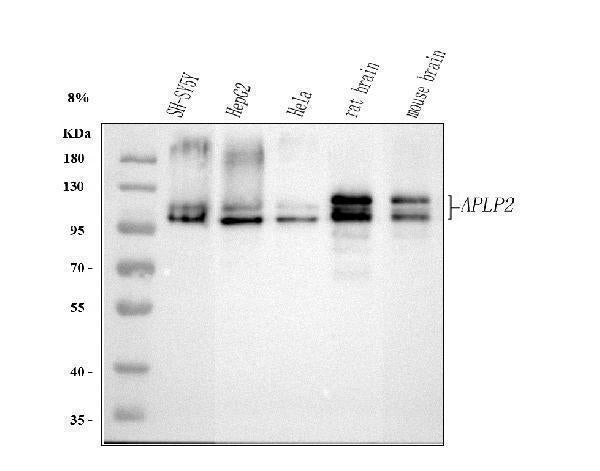 Anti-Amyloid-like protein 2 APLP2 Antibody Picoband®
