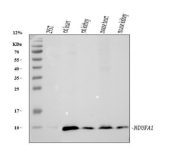 Anti-NDUFA1 Antibody Picoband®