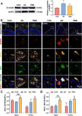 Anti-CIAS1/NALP3/NLRP3 Antibody Picoband®