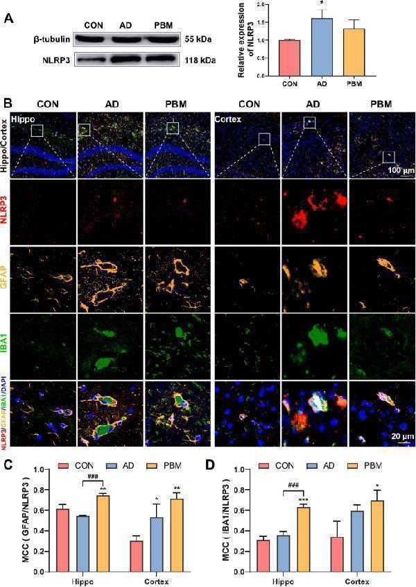 Anti-CIAS1/NALP3/NLRP3 Antibody Picoband®