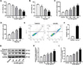 Anti-NF-kB p65/RELA Antibody Picoband®