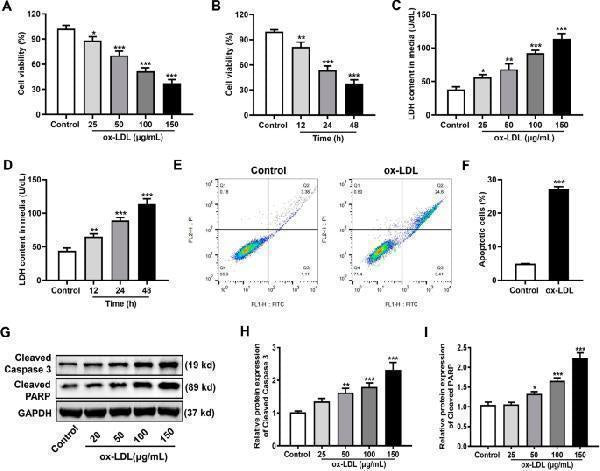 Anti-NF-kB p65/RELA Antibody Picoband®