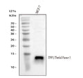 Anti-Estrogen Inducible Protein pS2/TFF1 Antibody Picoband®