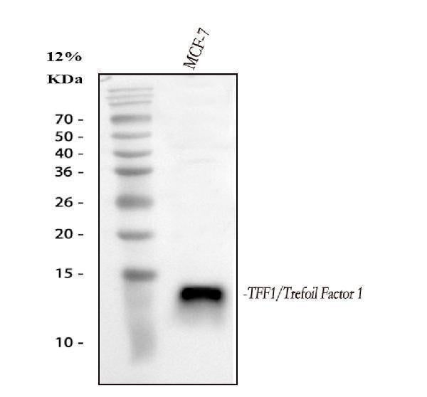 Anti-Estrogen Inducible Protein pS2/TFF1 Antibody Picoband®