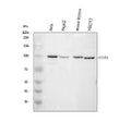Anti-STAT6 Antibody Picoband®