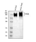 Anti-Tenascin-R TNR Antibody Picoband®