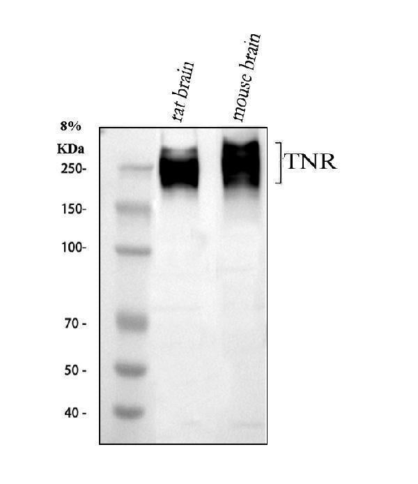 Anti-Tenascin-R TNR Antibody Picoband®