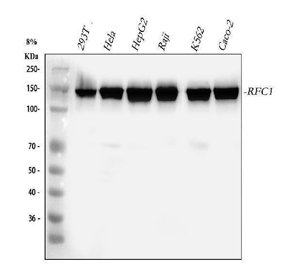 Anti-Replication factor C subunit 1 RFC1 Antibody Picoband®