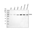 Anti-SDHA Antibody Picoband®