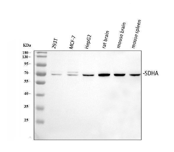 Anti-SDHA Antibody Picoband®