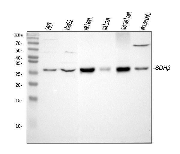 Anti-SDHB Antibody Picoband®