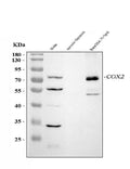 Anti-COX2/Cyclooxygenase 2/PTGS2 Antibody Picoband®