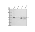 Anti-Glucose Transporter 5 GLUT5/SLC2A5 Antibody Picoband®