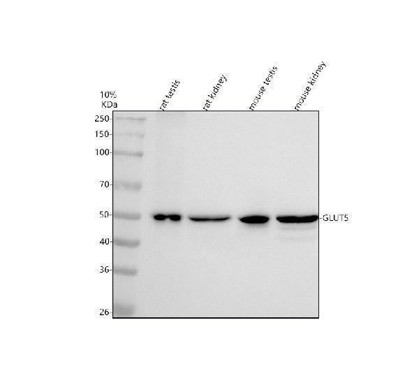 Anti-Glucose Transporter 5 GLUT5/SLC2A5 Antibody Picoband®