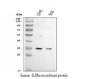Anti-IL2RA Antibody Picoband®
