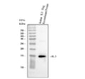 Anti-Interleukin-3 IL3 Antibody Picoband®