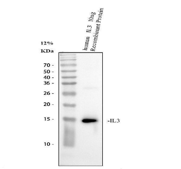 Anti-Interleukin-3 IL3 Antibody Picoband®