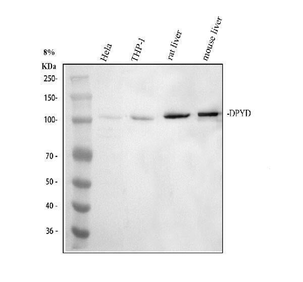 Anti-DPYD Antibody Picoband®