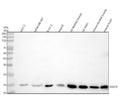 Anti-DUSP3 Antibody Picoband®