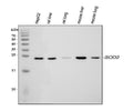 Anti-SOD2 Antibody Picoband®