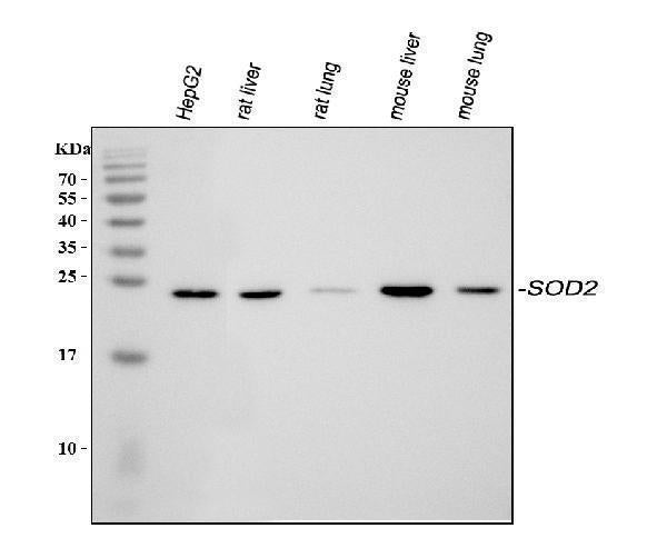 Anti-SOD2 Antibody Picoband®