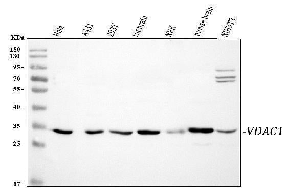 Anti-VDAC/Porin/VDAC1 Antibody Picoband®