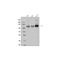 Anti-Aryl hydrocarbon Receptor/AHR Antibody Picoband®