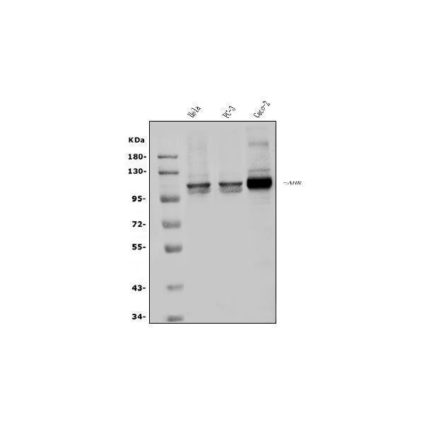 Anti-Aryl hydrocarbon Receptor/AHR Antibody Picoband®