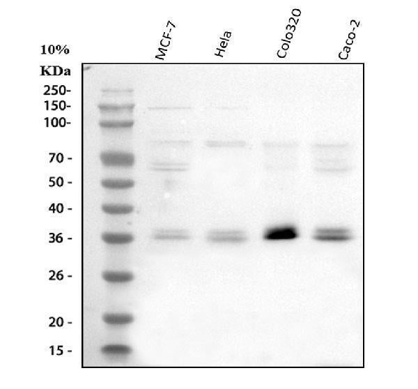Anti-CISH Antibody Picoband®