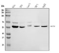Anti-HEXA Antibody Picoband®