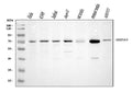 Anti-Grp75/HSPA9 Antibody Picoband®