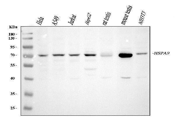 Anti-Grp75/HSPA9 Antibody Picoband®