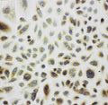Anti-Cpn10/HSPE1 Antibody Picoband®