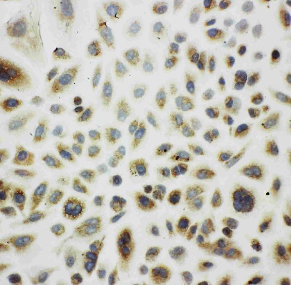 Anti-Cpn10/HSPE1 Antibody Picoband®