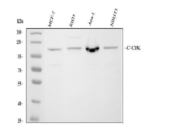 Anti-CBL Antibody Picoband®